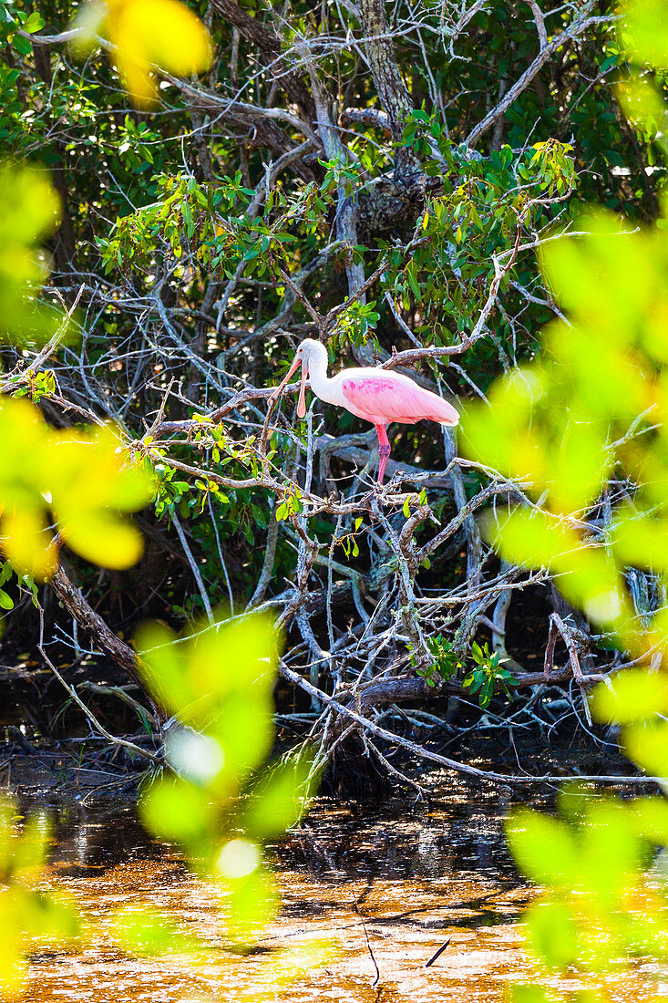 A spoonbill in the mangroves in a national park, Sanibel, Florida, USA