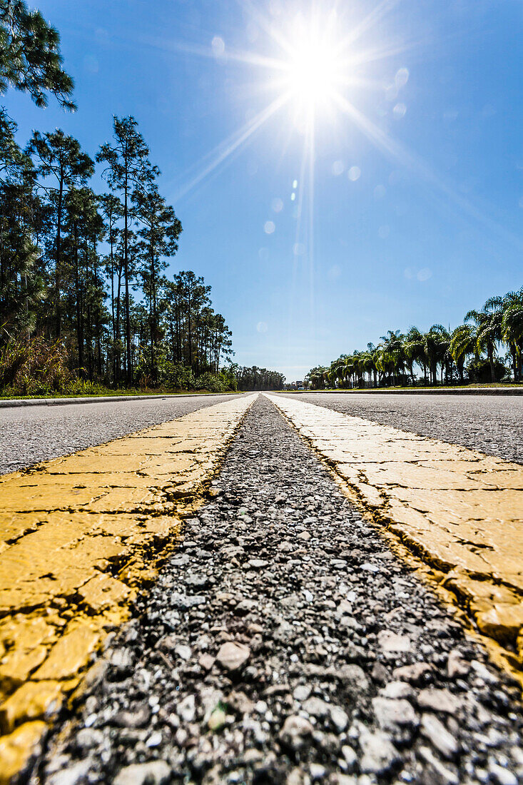 Von Palmen gesäumte asphaltierte Straße mit gelbem Mittelstreifen im Gegenlicht aus der Froschperspektive, Naples, Florida, USA