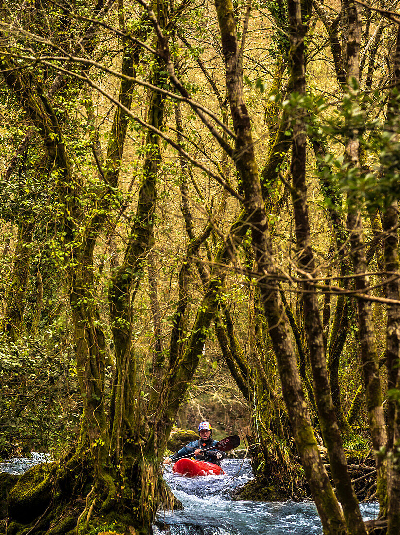 Spanish whitewater kayaker Aniol Serrasolses paddles through a thick forest on the Rio Oitaven.