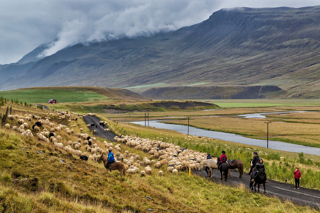 Annual autumn sheep roundup through the Vatnsdalur Valley in Iceland. Every year in September, over 10,000 Icelandic sheep are herded back home after grazing freely throughout the mountains and valleys all summer. This sheep roundup, called Rettir, is one