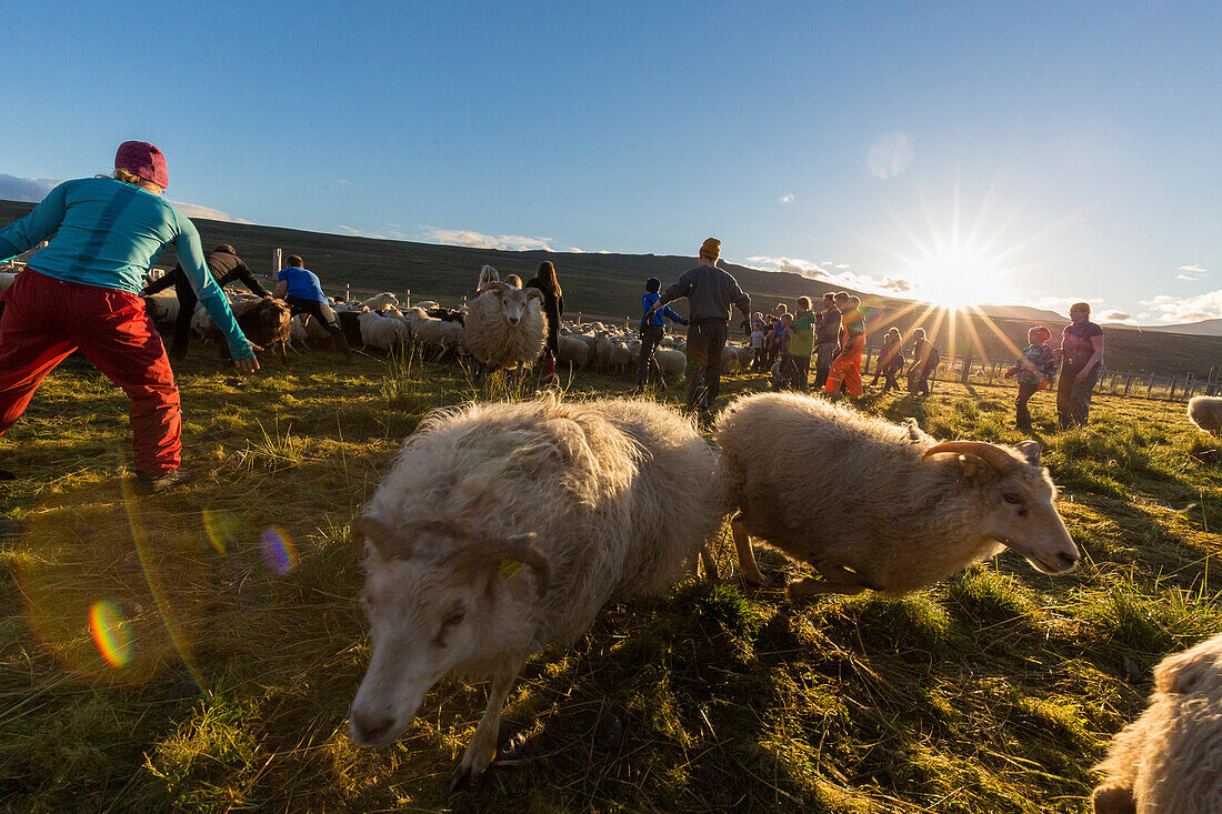 Sheep running and leaping at the annual autumn sheep roundup in Svinavatn, Iceland. Every year in September, over 10,000 Icelandic sheep are herded back home after grazing freely throughout the mountains and valleys all summer. This sheep roundup, called 