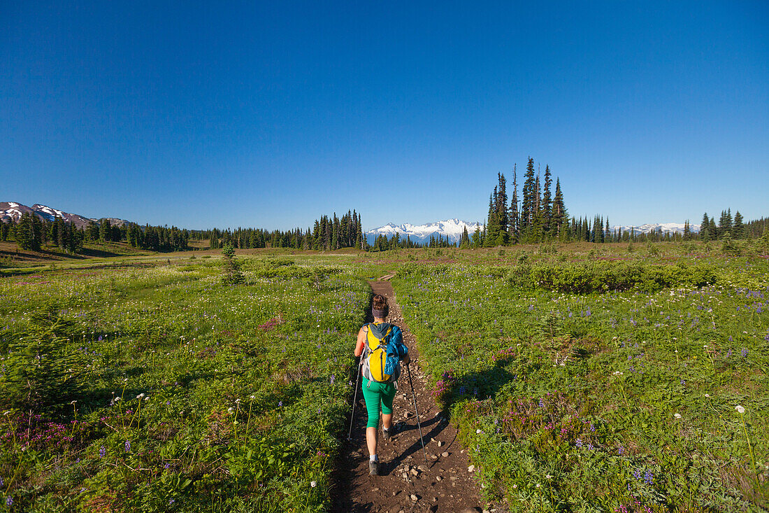 A young woman hiking through Taylor Meadows in Garibaldi Provincial Park, British Columbia, Canada.