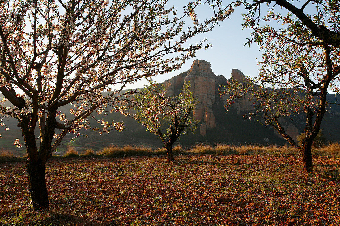 Vineyard in Cameros, La Rioja, Spain