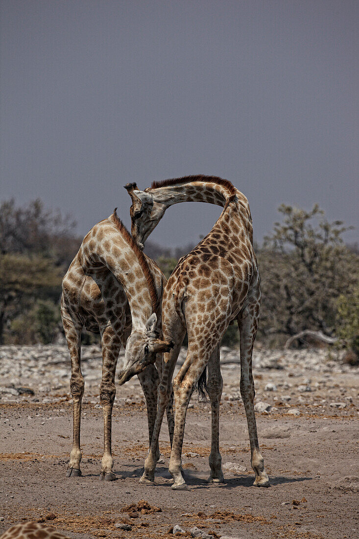 Angolan Giraffe, Namibian Giraffe (Giraffa camelopardalis angolensis) Female young standing the desert Namib-Skeleton Coast Nati