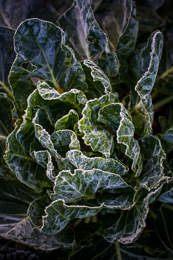 A head of lettuce on a frosty morning.