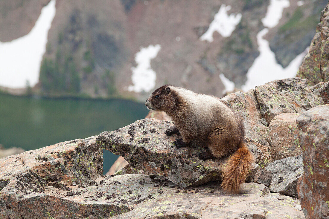 Portrait of a Marmot (Marmota) in its natural habitat in Cathedral Lakes Provincial Park, British Columbia, Canada.