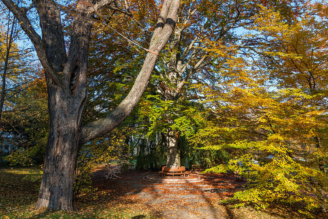 Botanischer Garten im Herbst, Jena, Thüringen, Deutschland, Europa