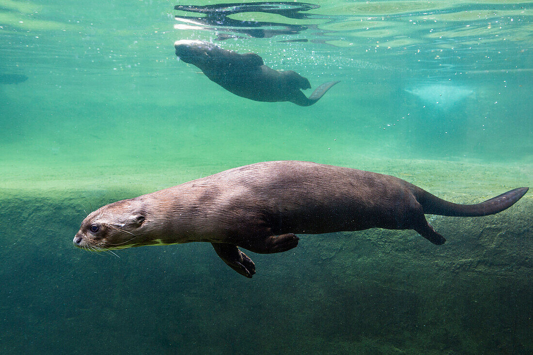 Giant Otter, Pteronura brasiliensis, Lake Sandoval, Tambopata Reservat, Peru, South America