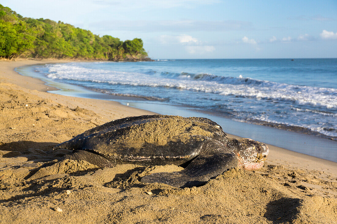 Leatherback Turtle on the beach, Dermochelys coriacea, Trinidad, West Indies, Caribbean