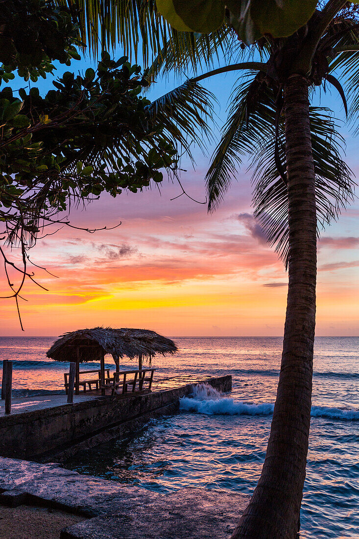 sunset, Coconut trees on the beach, Cocos nucifera, Tobago, West Indies, Caribbean