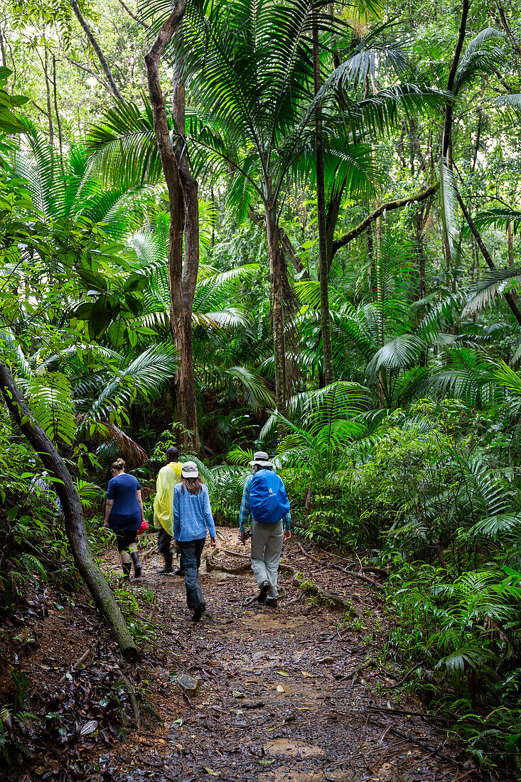 Touristen mit Guide im Regenwald auf dem Gilpin Trail, Main Ridge Forest Reserve, Tobago, West Indies, Karibik, Mittelamerika