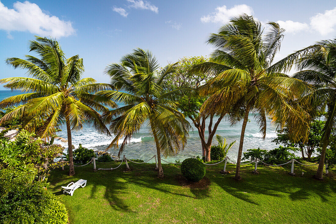 Coconut trees on hotel beach, Cocos nucifera, Tobago, West Indies, Caribbean