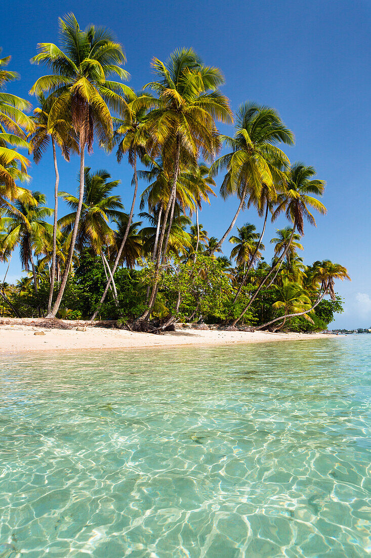 Coconut trees on the beach, Cocos nucifera, Tobago, West Indies, Caribbean