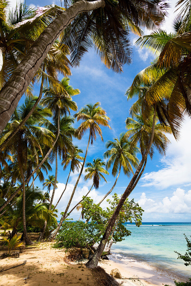 Kokospalmen am Strand, Cocos nucifera, Tobago, West Indies, Karibik