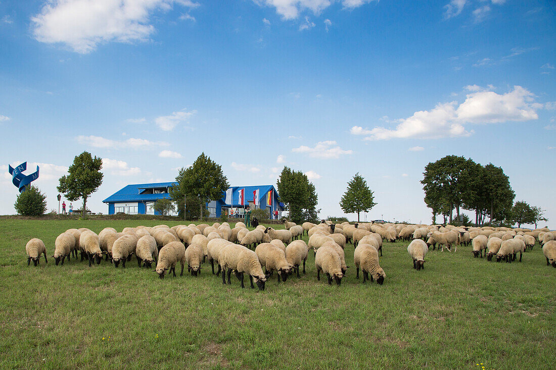 Flock of sheep on meadow with House on the Border Museum at Point Alpha Memorial behind