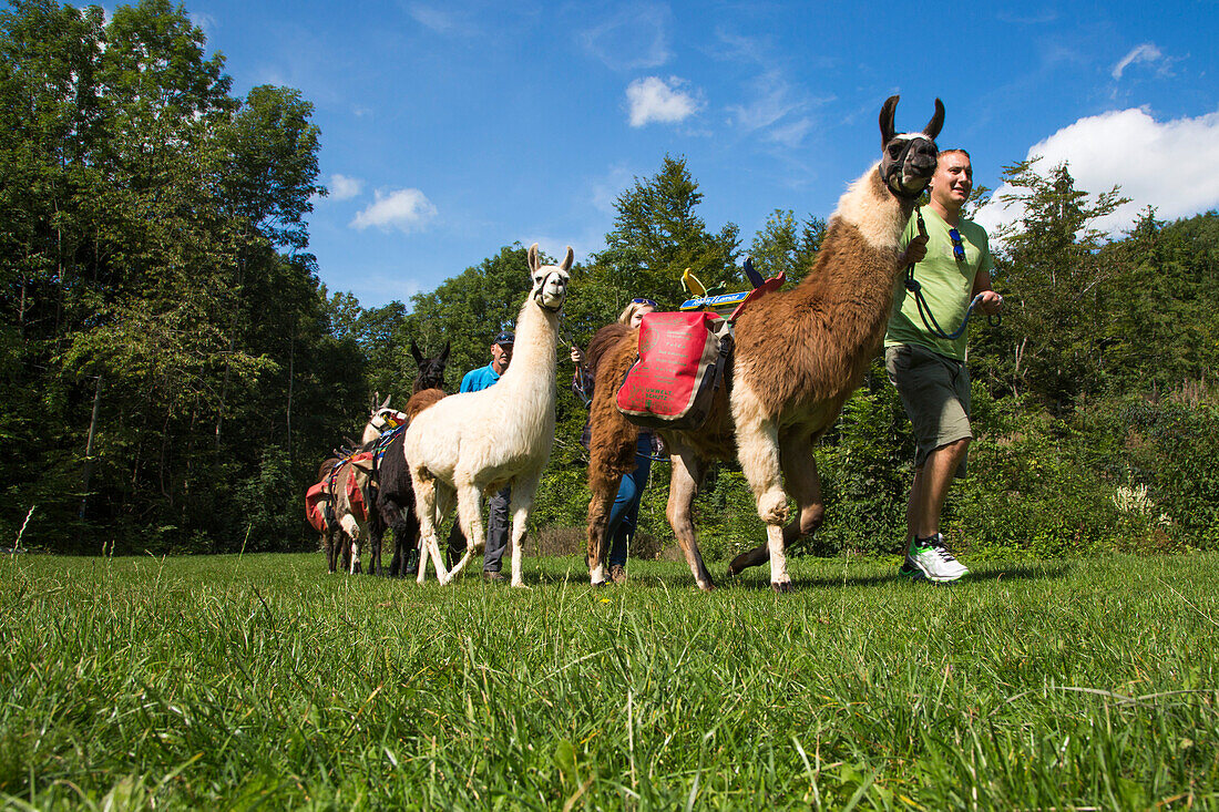 People walk with llamas during Nüdlings RhönLama Trekking excursion at Lake Guckaisee below Wasserkuppe mountain