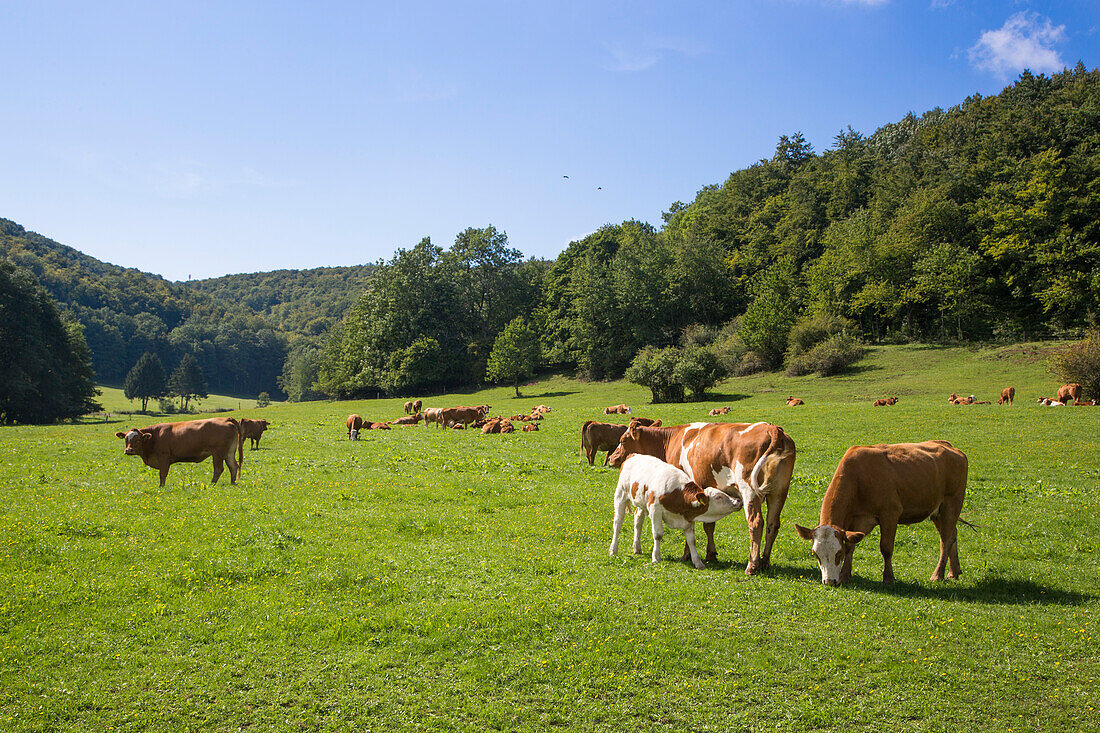 Glückliche Kühe vom Biohof Martin Schiebelhut grasen auf Wiese, Hilders Dietges, Rhön, Hessen, Deutschland