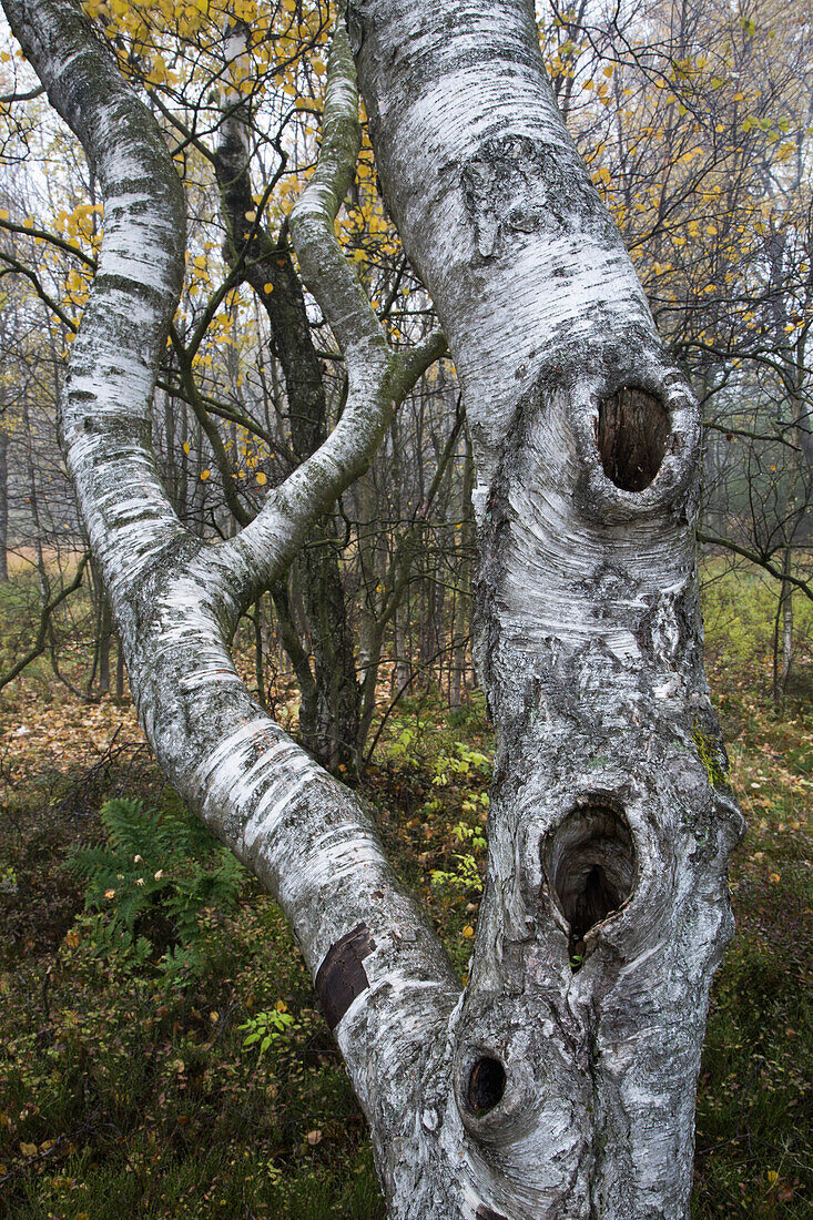 Birch tree in forest at Red Moor (Rotes Moor) wetland in misty fog