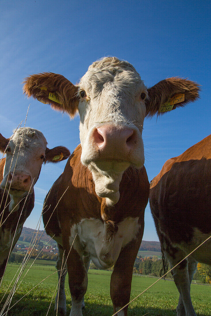Auge in Auge mit einer Kuh, Nüsttal Haselstein, Rhön, Hessen, Deutschland