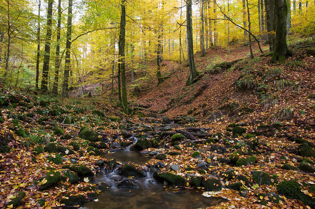 Herbstwald mit buntem Laub und fließendes Wasser im Bach in der Kaskadenschlucht, nahe Gersfeld, Rhön, Hessen, Deutschland