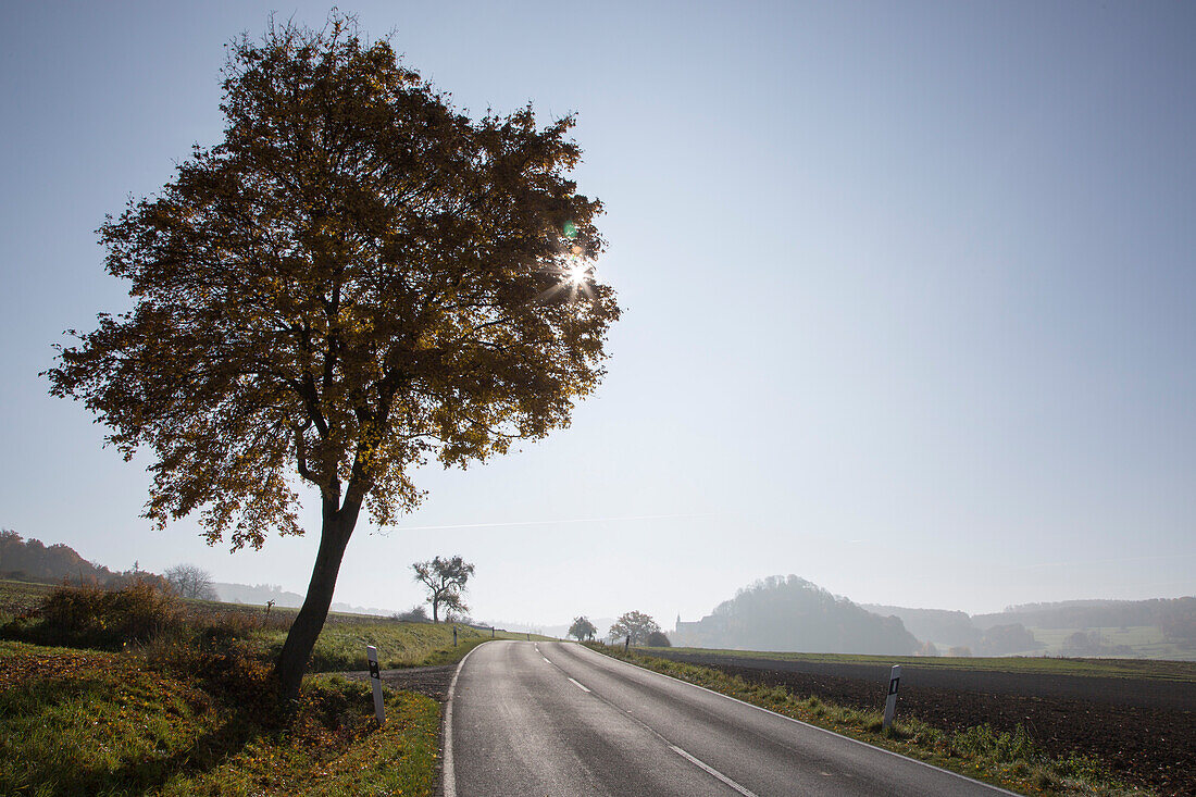 Tree and road with Haselstein mountain in distance