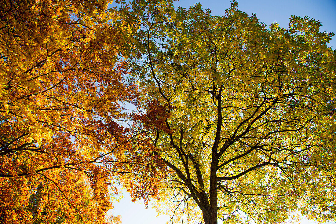 Goldenes Herbstlaub an Bäumen, Poppenhausen, Rhön, Hessen, Deutschland