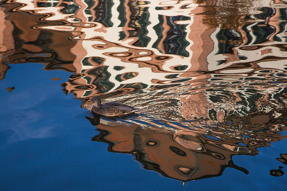 Duck in pond with reflection of Kellereischloss Hammelburg (Rotes Schloss)