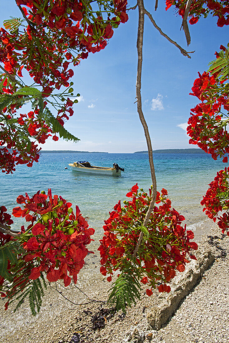 Tropische Flammenbaum an der Küste von Efate, Vanuatu