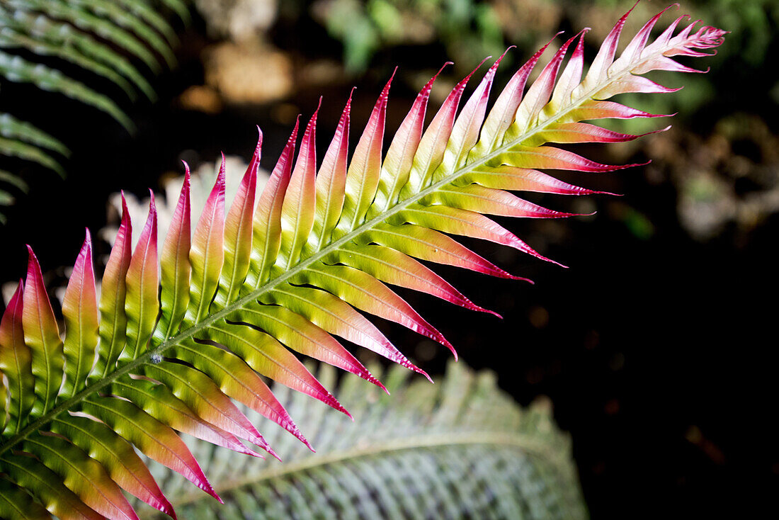 fern in the Grotte de la Reine Hortense on the Ile des Pines, New Caledonia