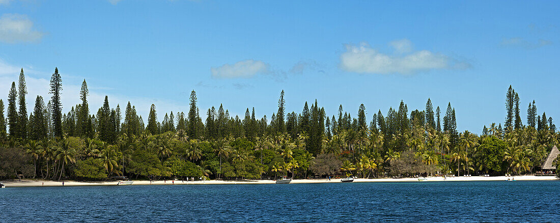 Kuto Bay with the distinct New Caledonia pine on Ile des Pines, New Caledonia