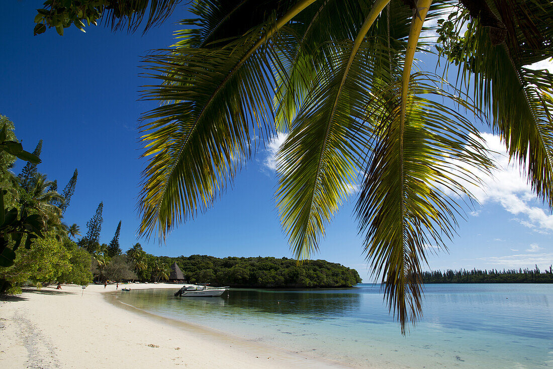 Kokospalme an der Kuto Bay auf der Ile des Pines, Neukaledonien