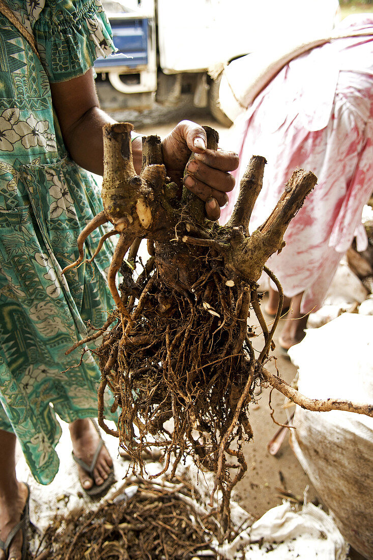 kava roots are one of the many offerings at the Port Vila market