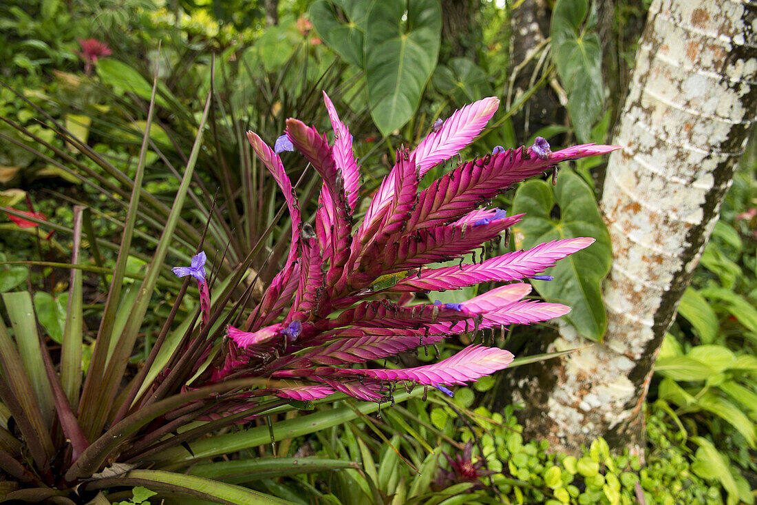 Blühende Bromelie  in The Summit,  ein tropischer Garten nahe Port Vila