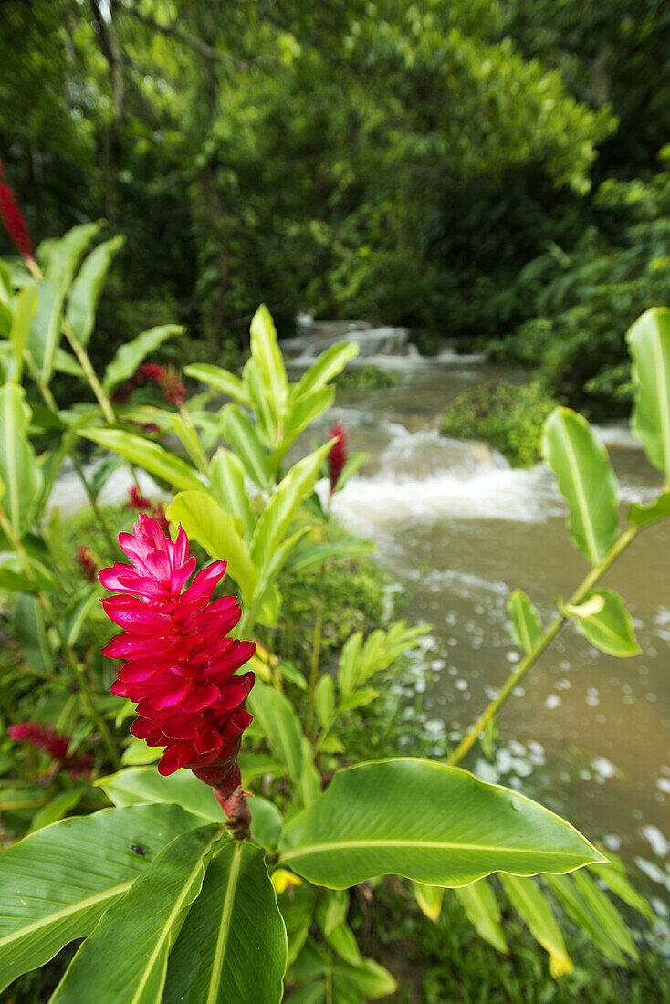 Flowering ginger alnong the tumbling waters of the Mele Cascades on the island of Efate