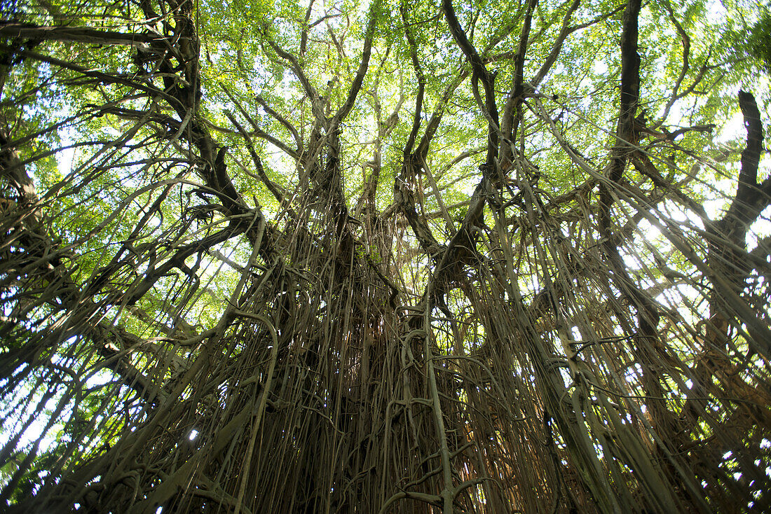 Giant Banyan tree on the island of Tanna