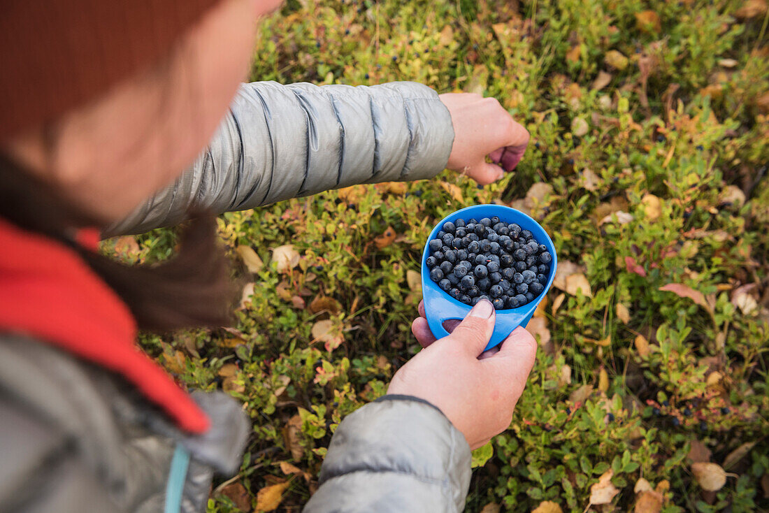 Hiker picking wild blueberries outside Tärnasjös hut, Kungsleden trail, Lapland, Sweden