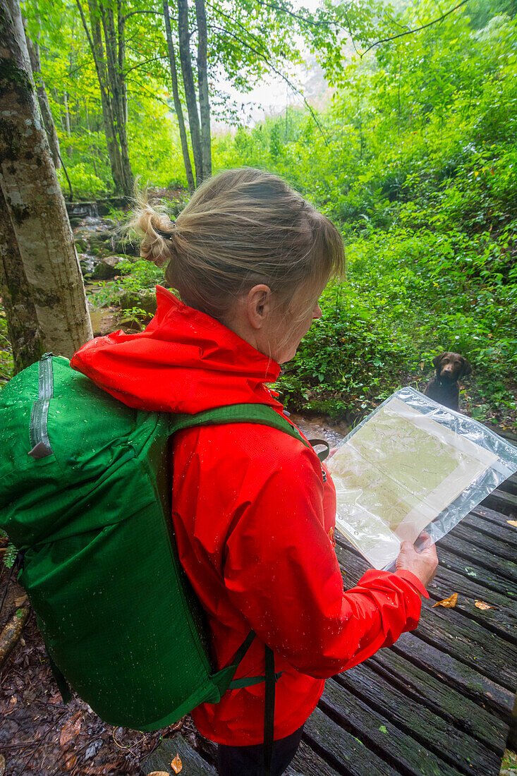 A woman checking her map while hiking with her dog in the headwater cove hardwood forests of the Shelton Laurel near Marshall, North Carolina