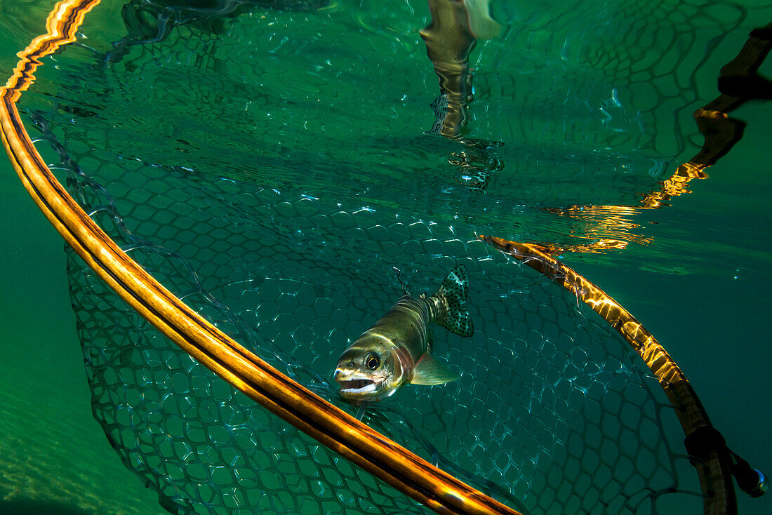 Netting a Golden trout at a secret eastern sierra lake