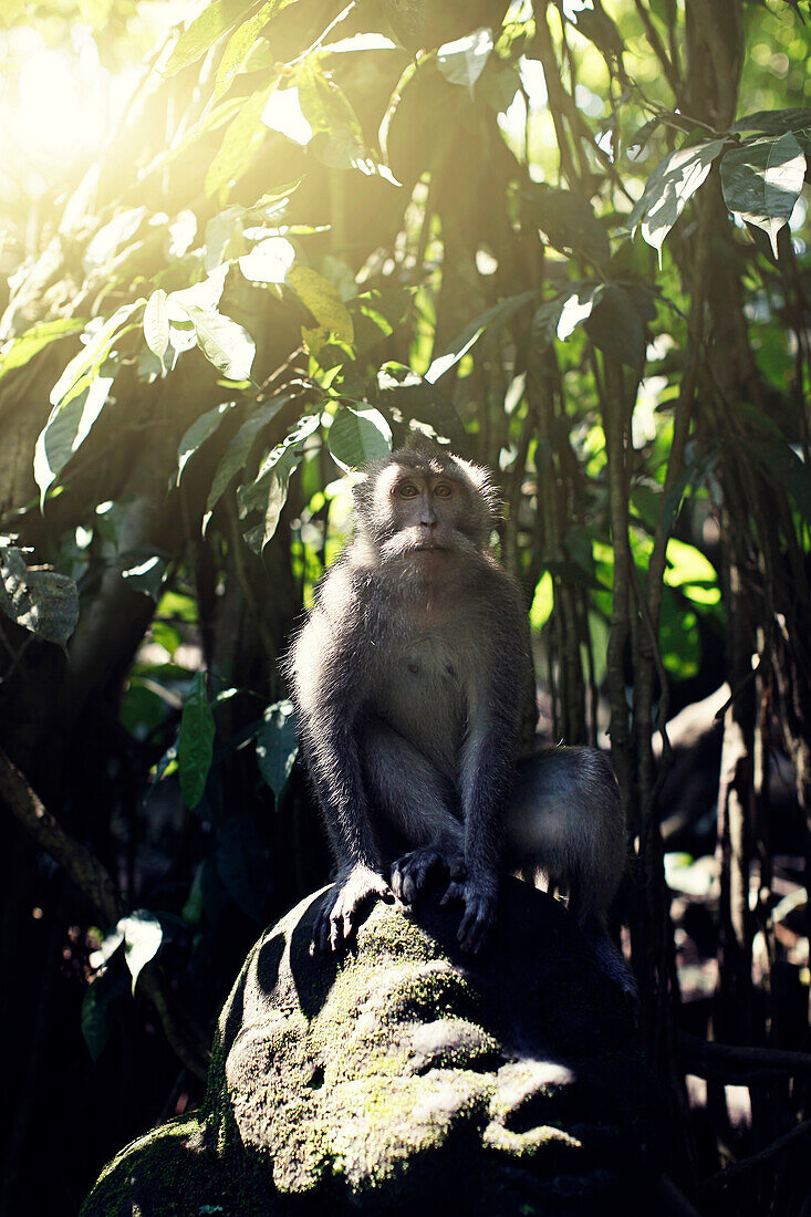 Indonesia, Bali, Ubud, Monkey forest temple, monkey sit in forest. Ubud Bali Indonesia