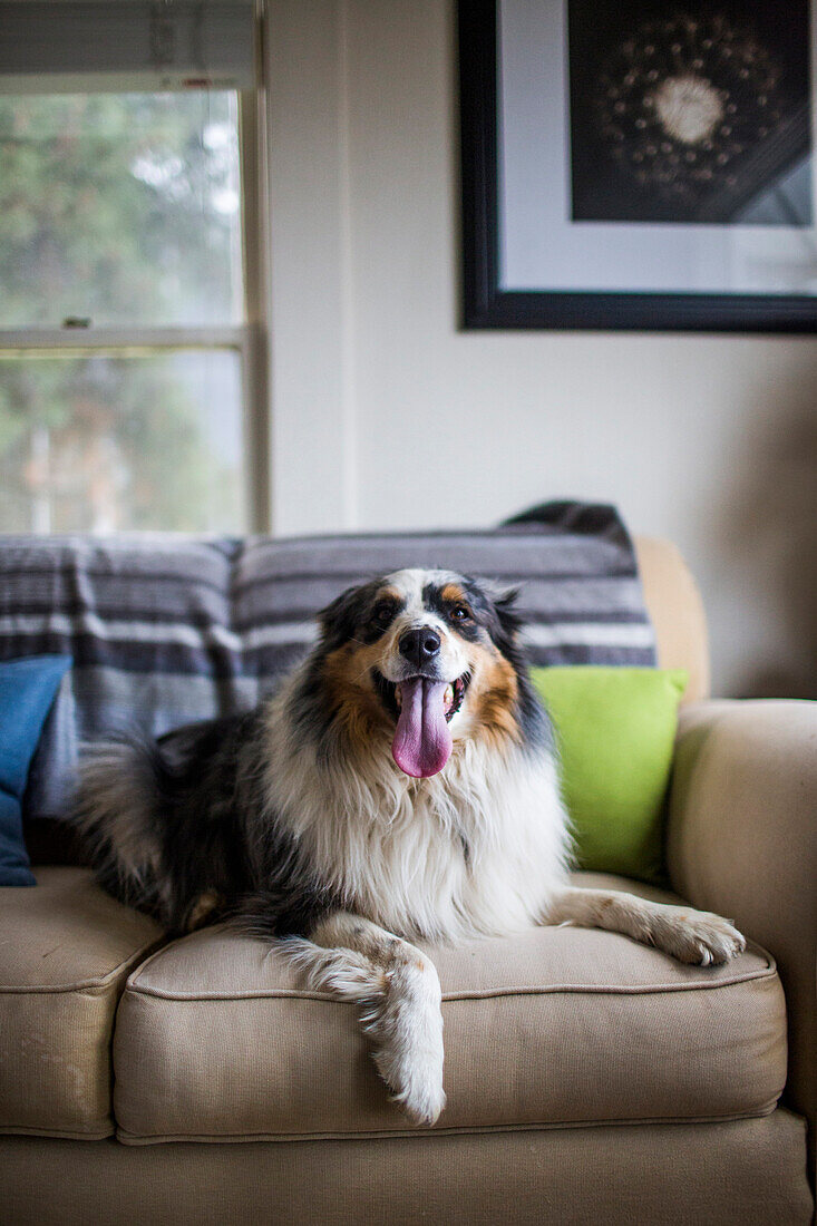 A young dog owner enjoys time with his dog in their home.