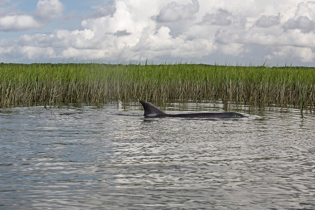 A bottle nose dolphin swimming in shallow waters during an extreme high tide, Charleston SC.