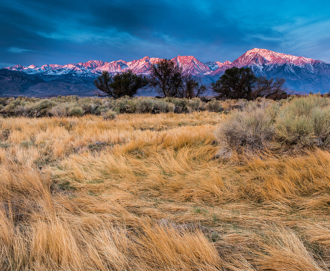 Flowing grasses with sunrise on Mount Tom and Basin Mountain from the high desert near the Owens river and Sierra Nevada, Bishop, California