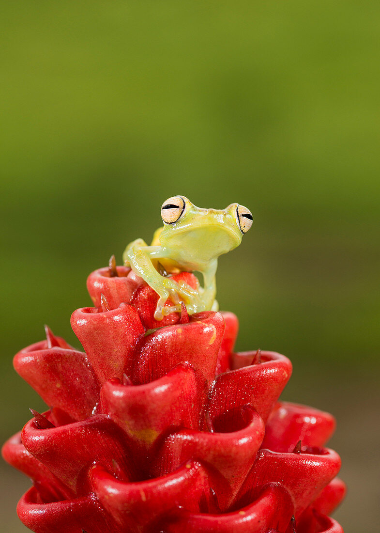 Emerald Glass Frog (Centrolene prosoblepon) climbing on ginger plant, Costa Rica