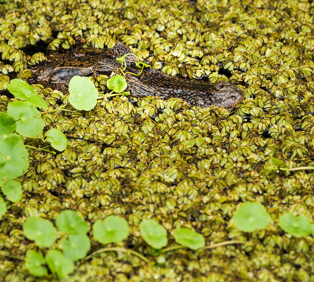 Caiman (Caiman crocodilus) hiding in plants waiting for prey, Tortuguero Costa Rica