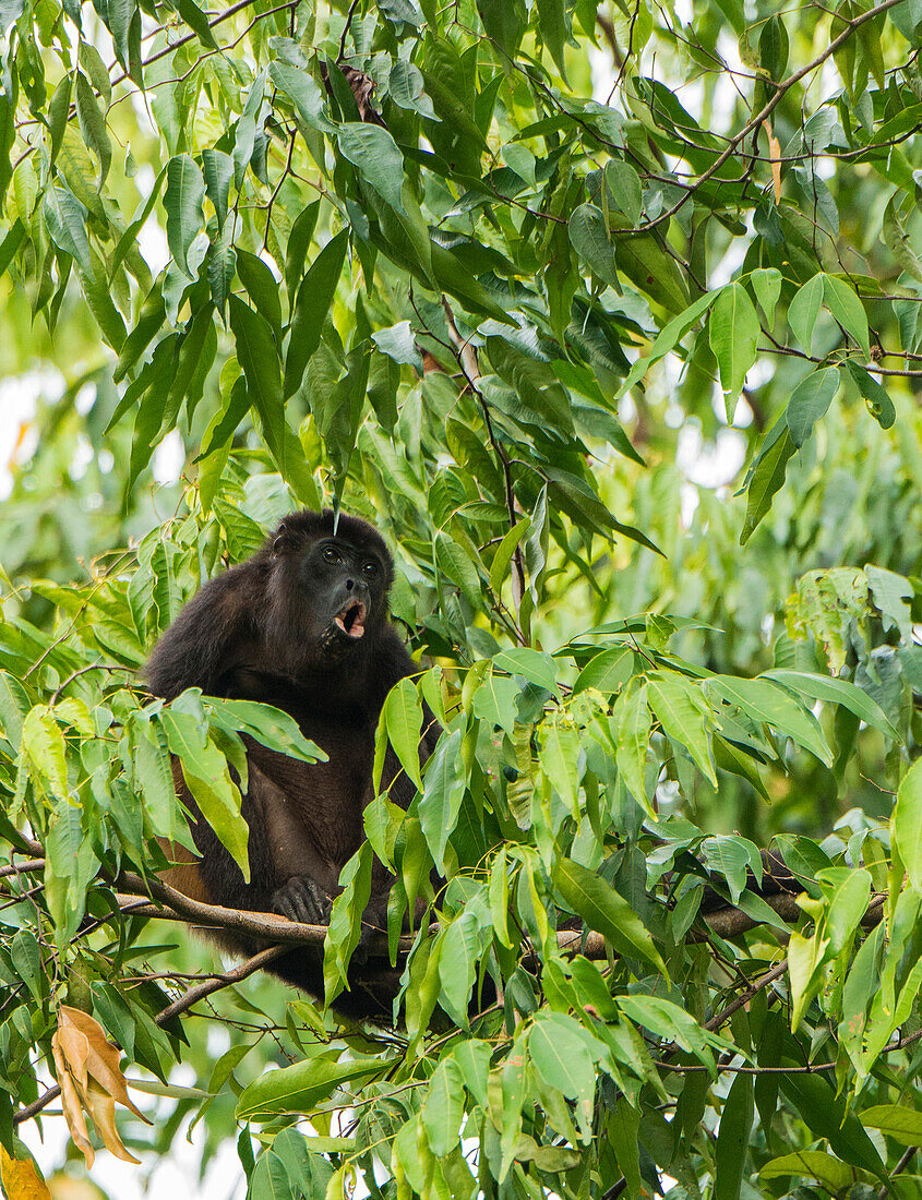 Howler Monkey calling for a mate