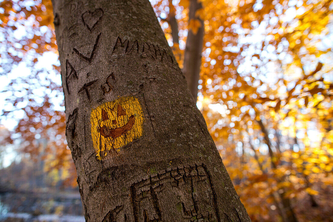 A pumpkin face on a tree among the fall leaves in West Bend, Wisconsin