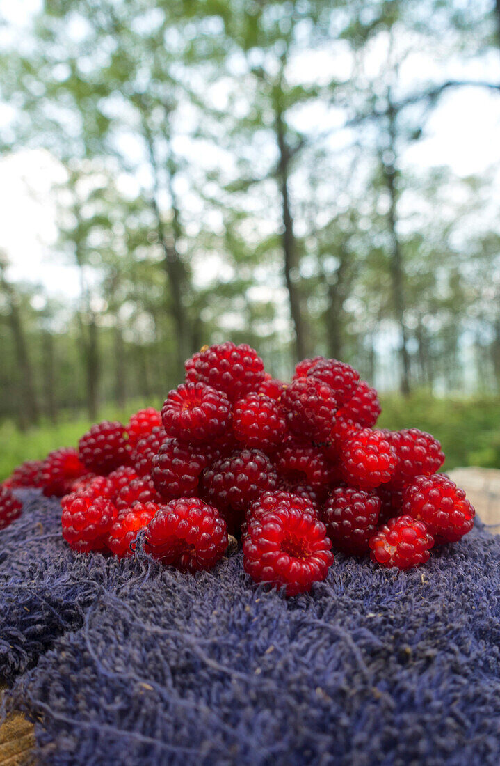Berries left for hikers on the Appalachain Trail in NJ.
