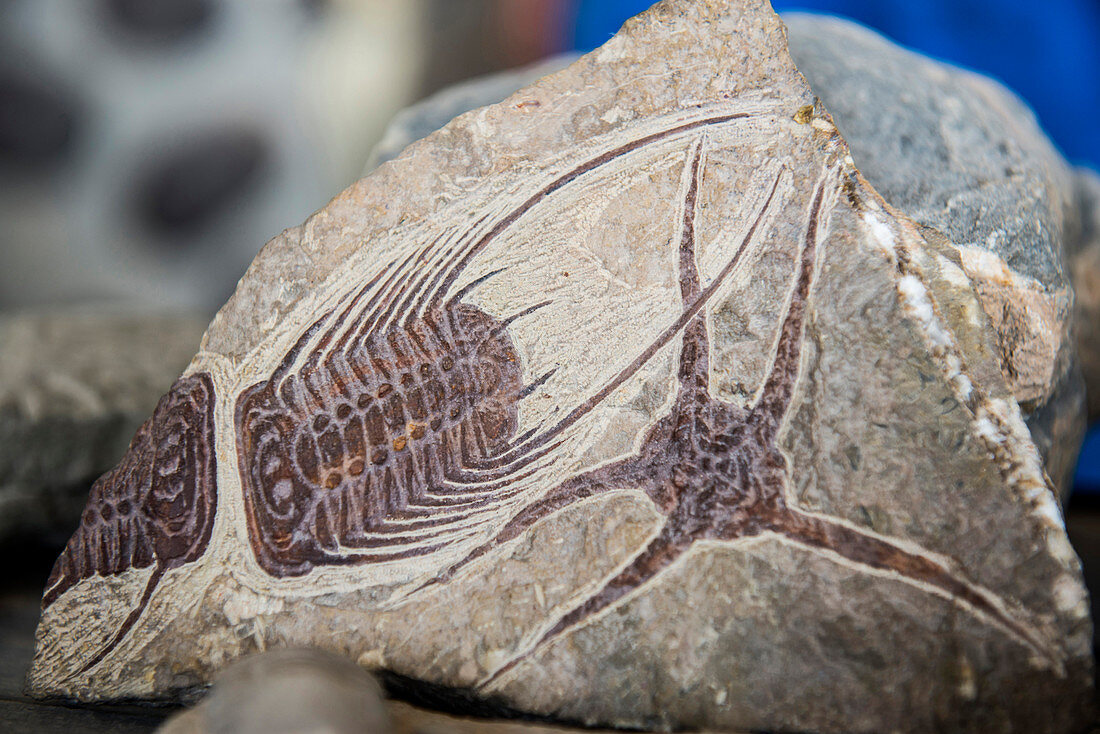Trilobita, fossile Trilobiten, gefunden bei Rissani, Sahara, Marokko