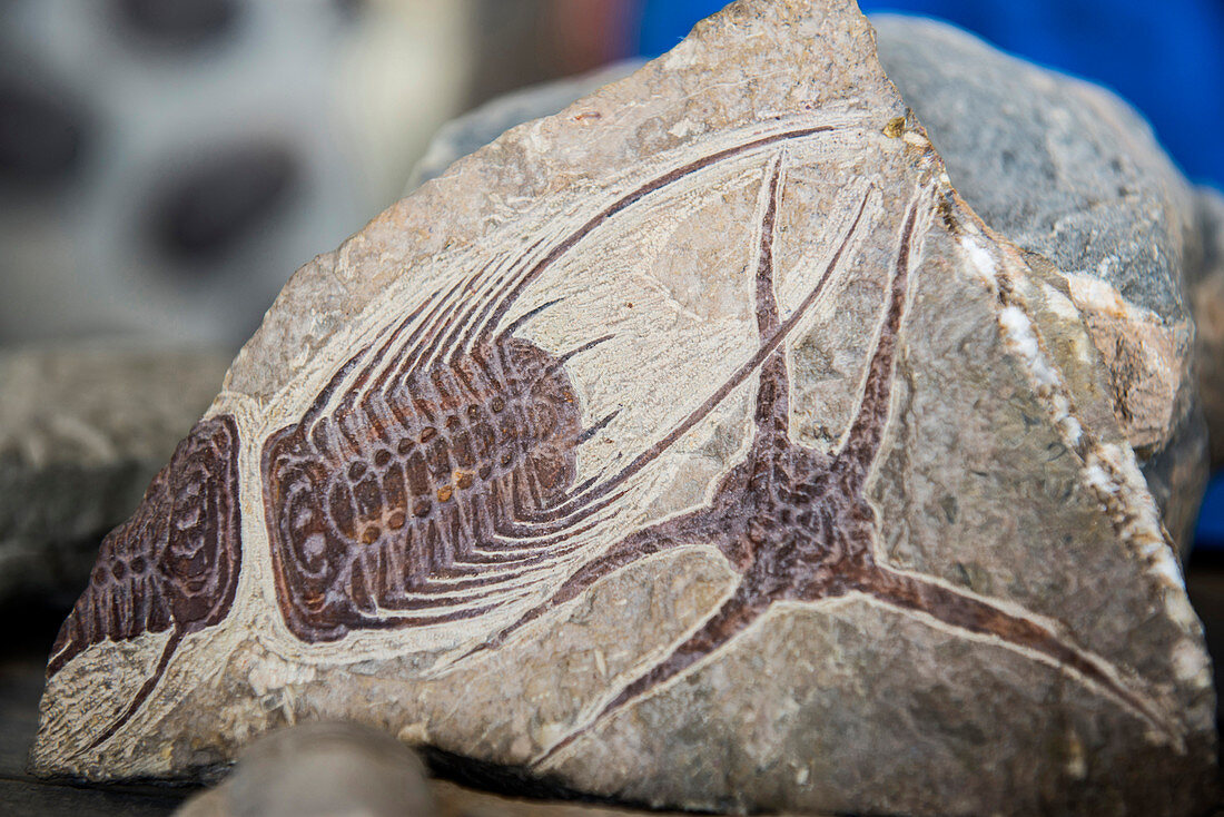 Trilobita, fossilize, found neari Rissani, Sahara Desert, Morocco