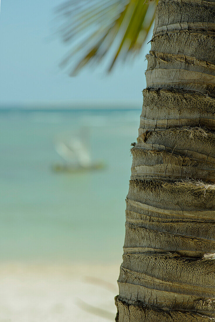 Close-up of palm tree trunk on beach